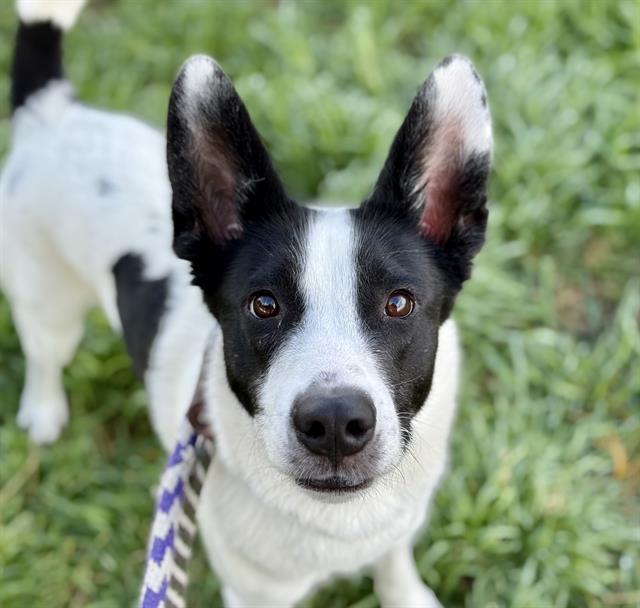 OGDEN* — thumbnail 2