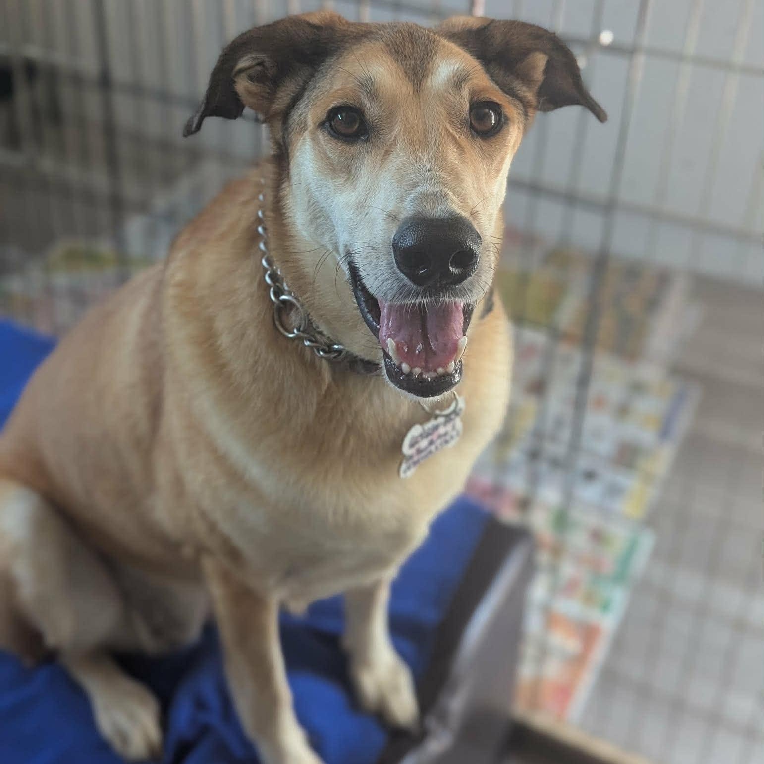 Melody (20230325-10), a Adoptable mixed breed in Ottawa, ON image 4/6