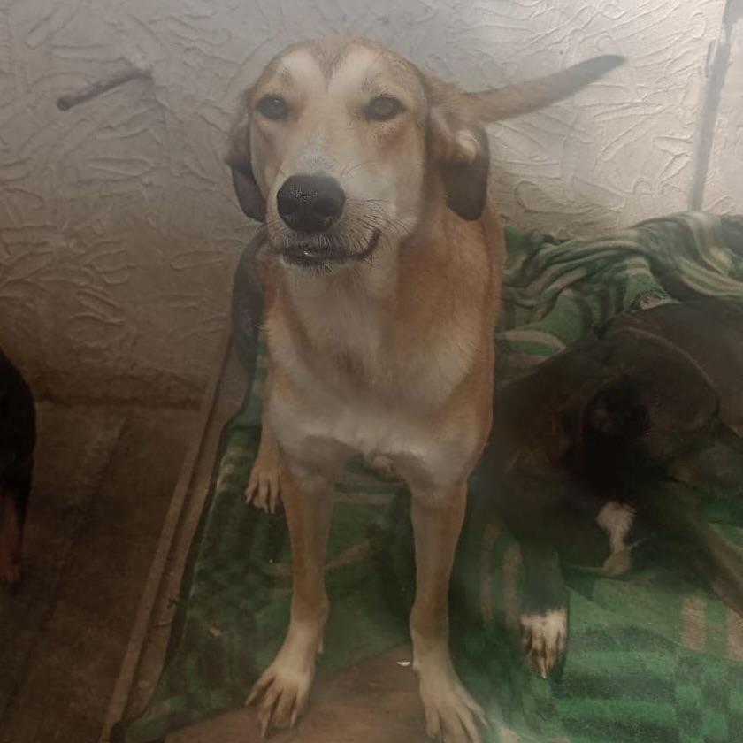 Melody (20230325-10), Adoptable, Young Female Husky & German Shepherd Dog.