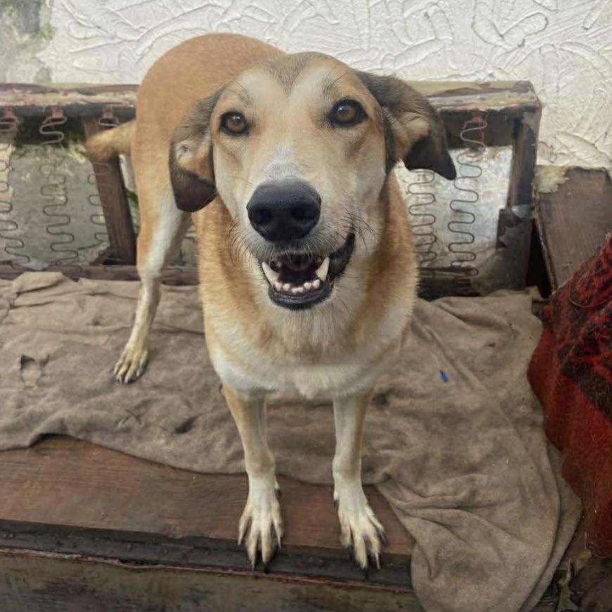 Melody (20230325-10), a Adoptable mixed breed in Mississauga, ON image 3/6