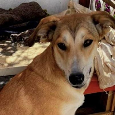 Melody (20230325-10), Adoptable, Young Female Husky & German Shepherd Dog.