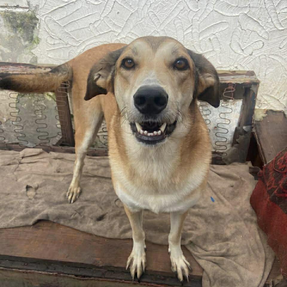 Melody (20230325-10), a Adoptable mixed breed in Mississauga, ON image 2/6