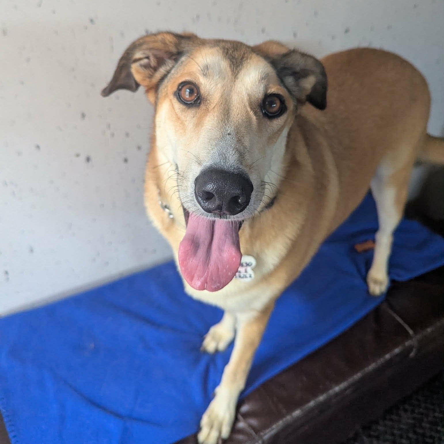 Melody (20230325-10), a Adoptable mixed breed in Ottawa, ON image 2/6