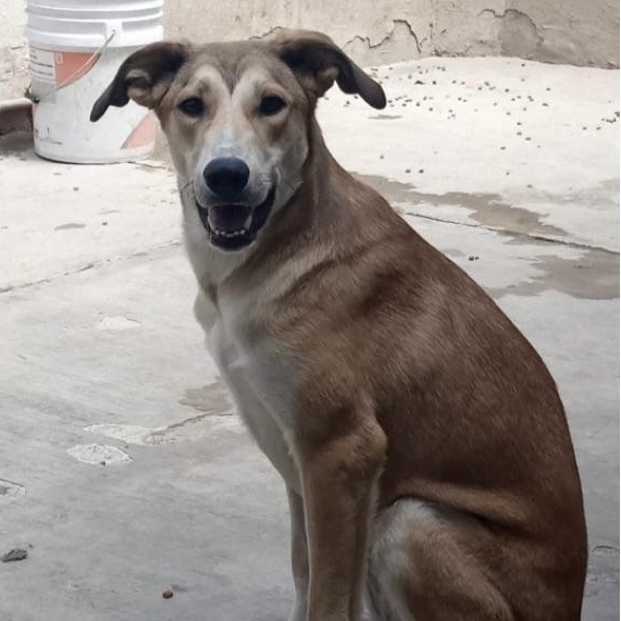 Melody (20230325-10), a Adoptable mixed breed in Mississauga, ON image 1/6