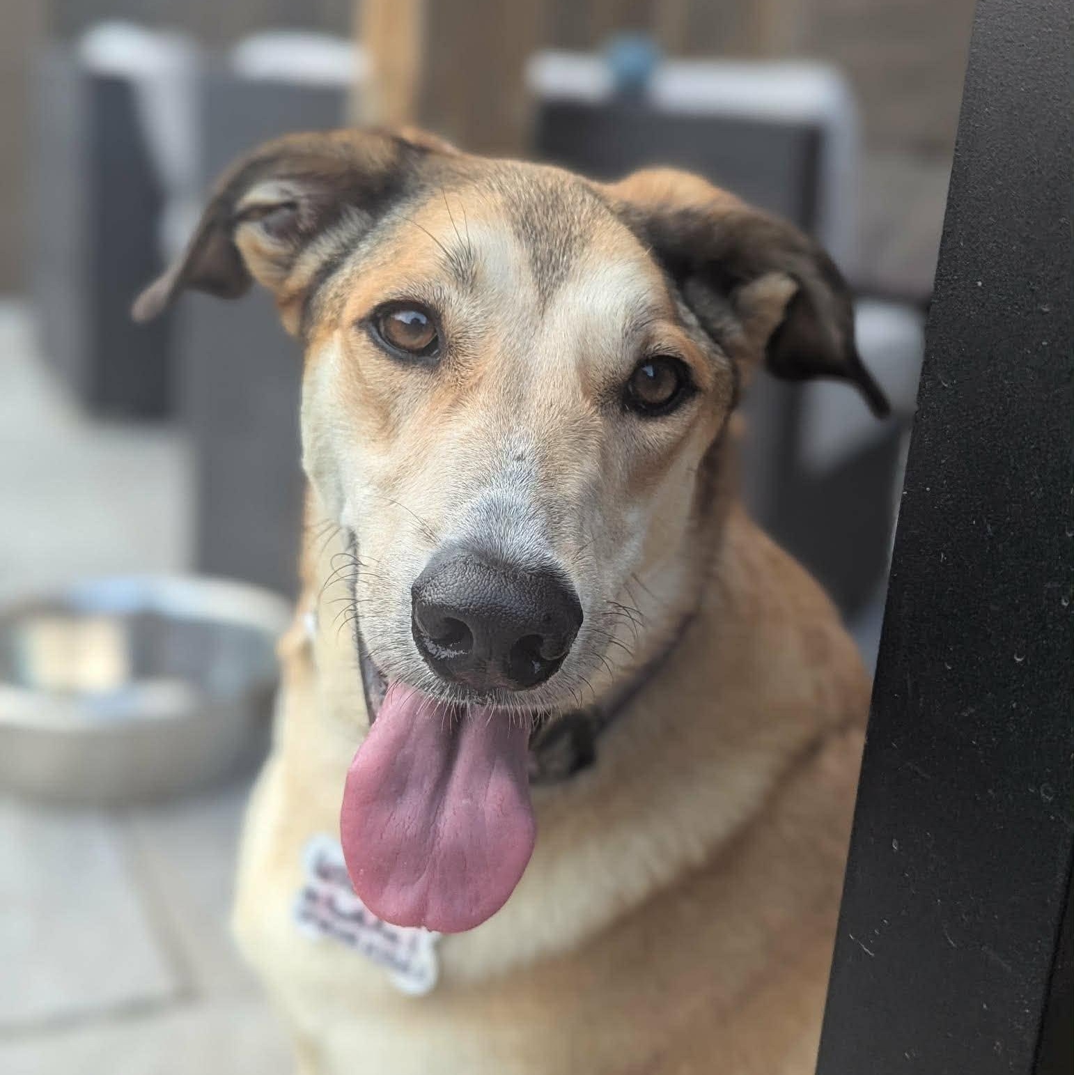 Melody (20230325-10), a Adoptable mixed breed in Ottawa, ON image 3/6