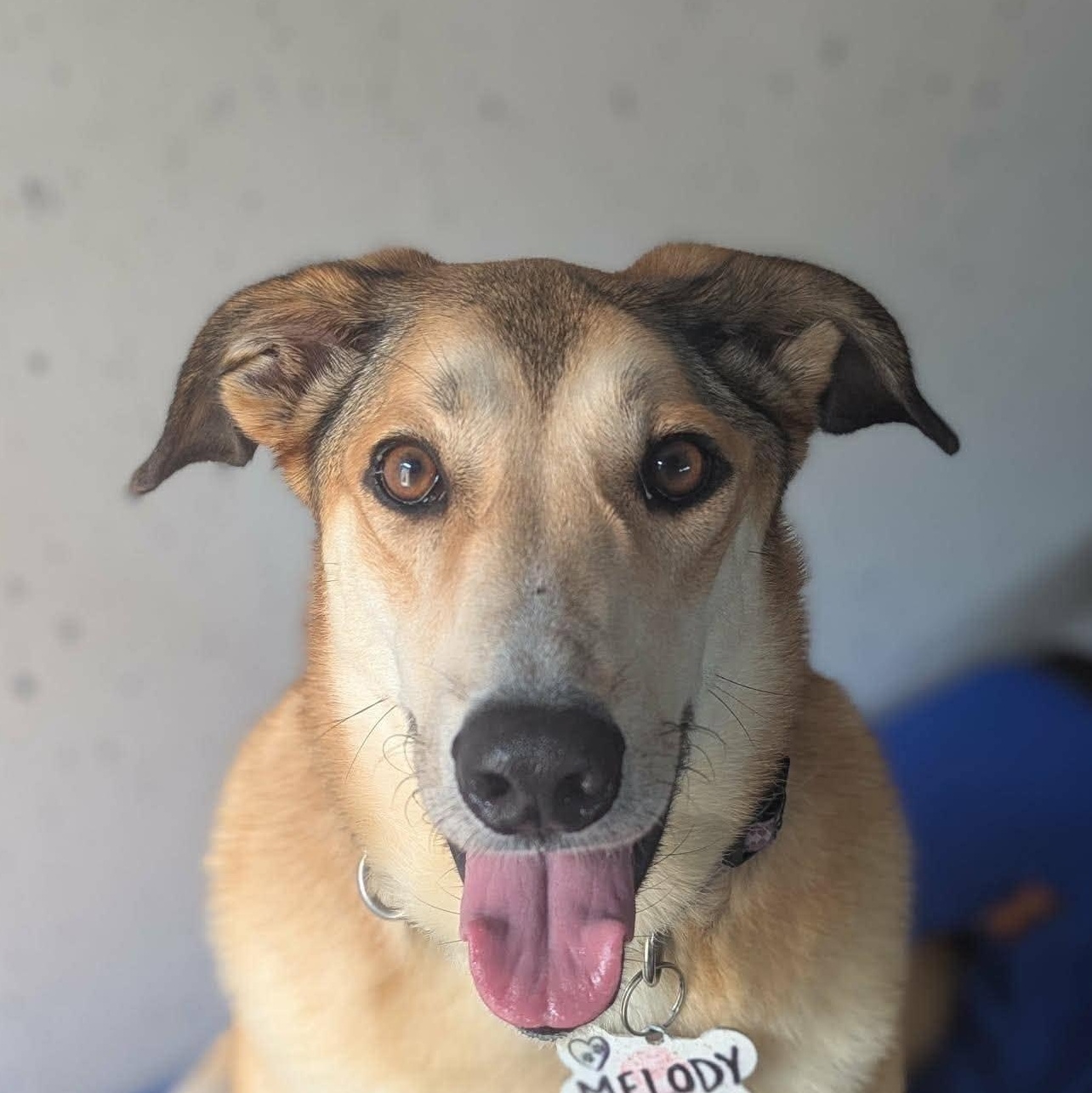 Melody (20230325-10), a Adoptable mixed breed in Ottawa, ON image 1/6