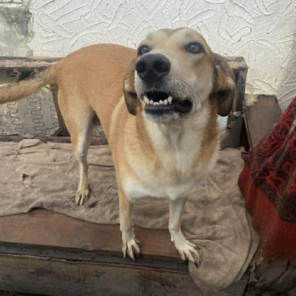 Melody (20230325-10) — thumbnail 4