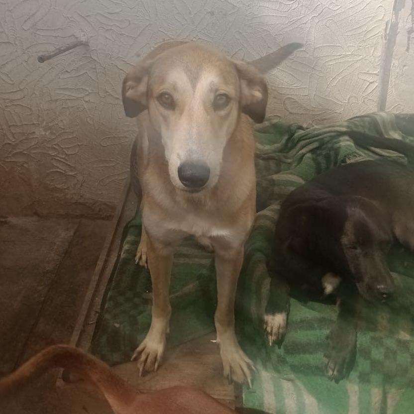 Melody (20230325-10), a Adoptable mixed breed in Mississauga, ON image 4/4