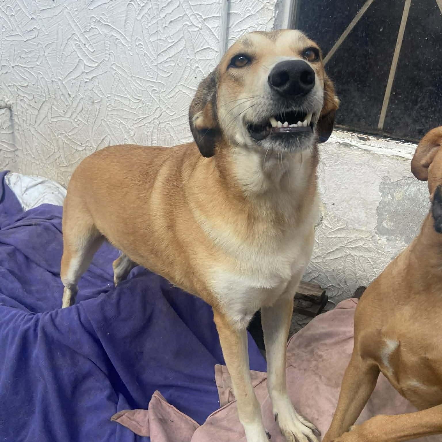 Melody (20230325-10), a Adoptable mixed breed in Mississauga, ON image 4/6