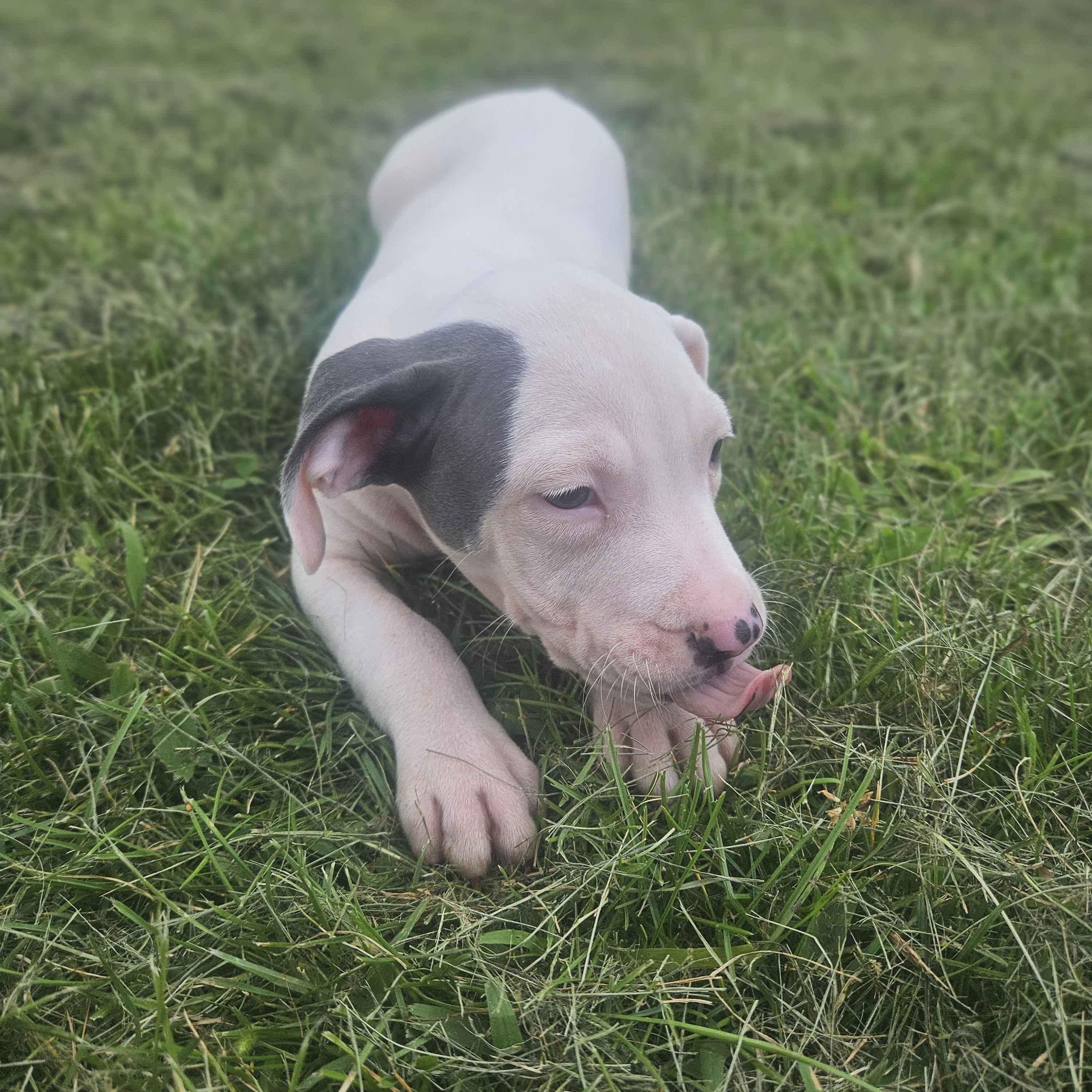 Goliath photo 2