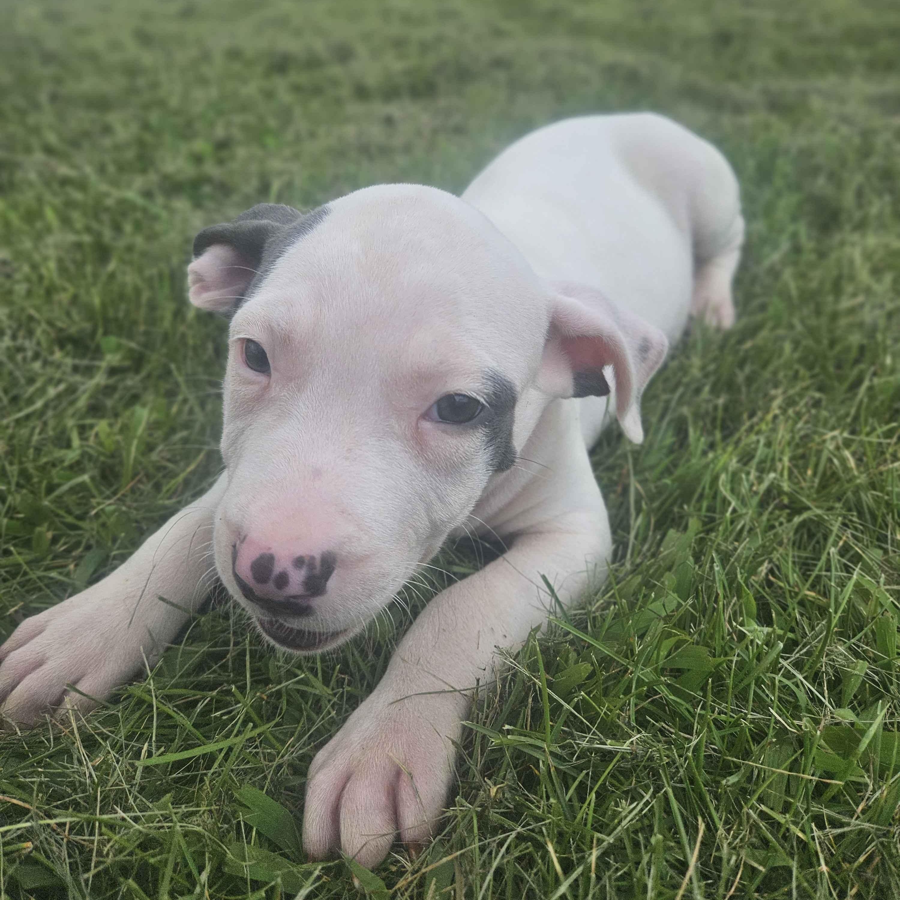 Goliath