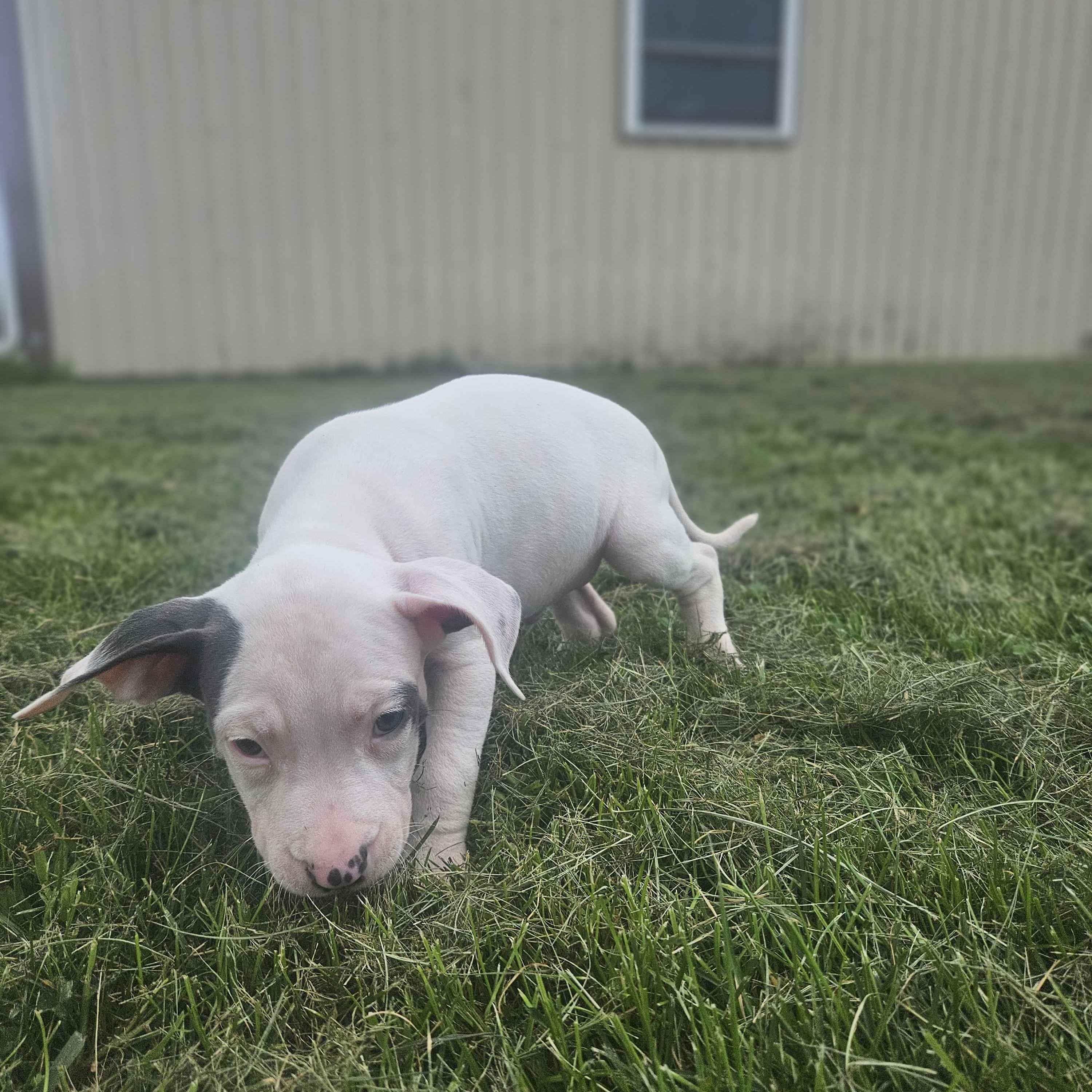 Goliath photo 3