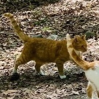 Sweet Boy, a Adoptable Domestic Short Hair in LITTLE MOUNTAIN, SC image 2/3