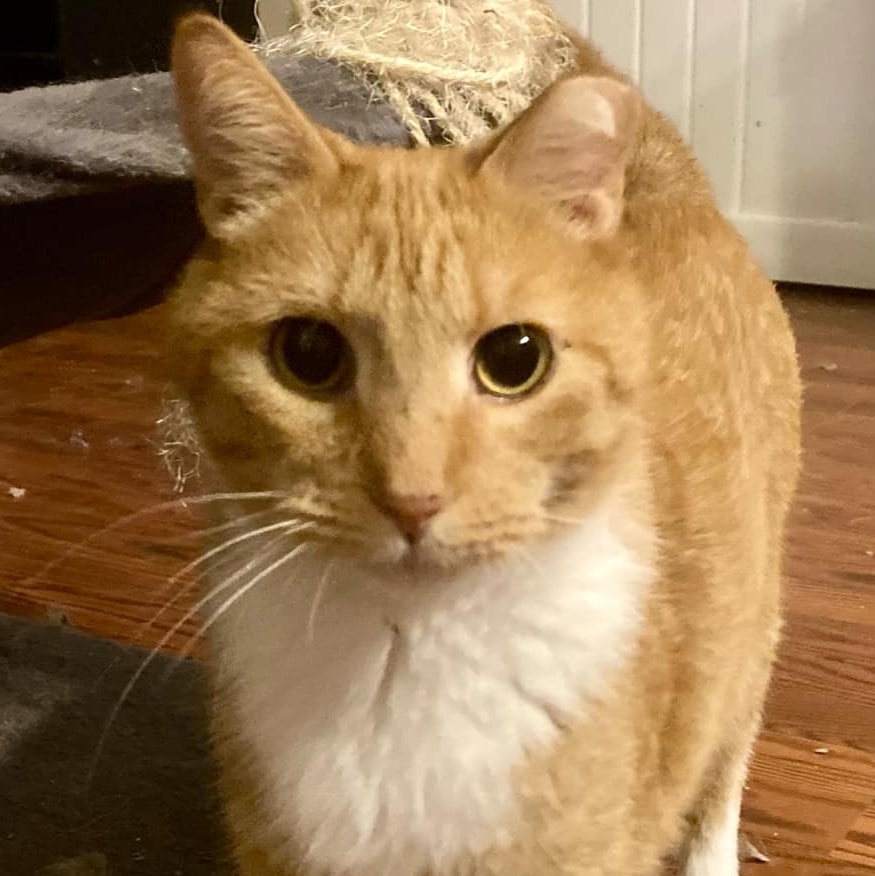 Sweet Boy, Adoptable, Adult Male Domestic Short Hair.