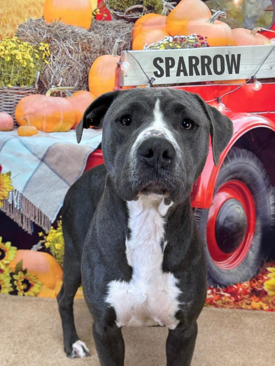 Sparrow, adoptable, Adult Female Mixed Breed.