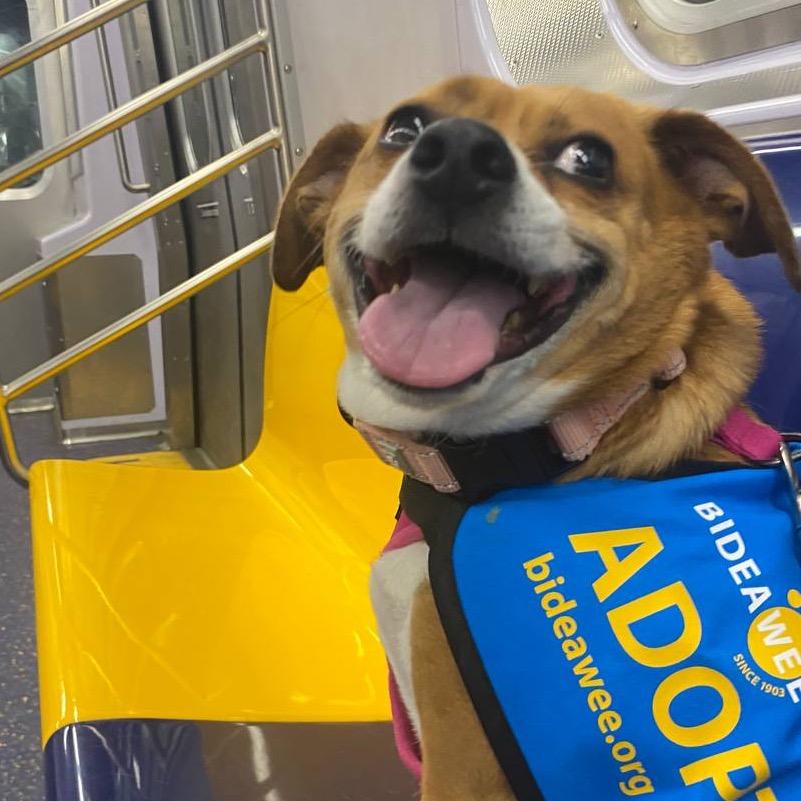 Enlarge Lydia, a Adoptable Mixed Breed in Wantagh, NY image 5/6