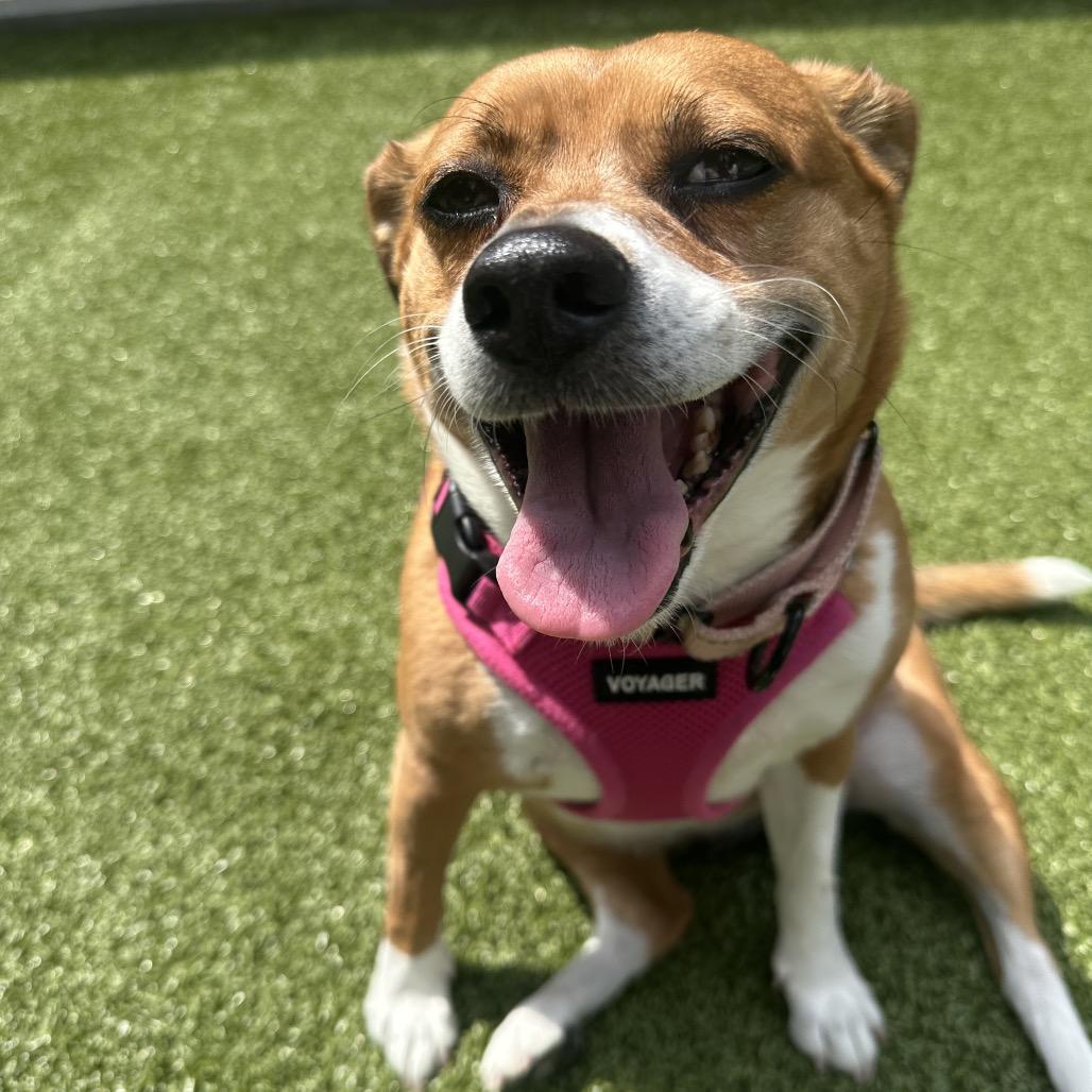 Enlarge Lydia, a Adoptable Mixed Breed in Wantagh, NY image 6/6
