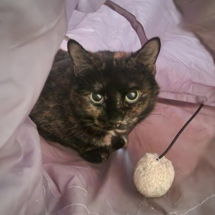 Enlarge Eve, a Adoptable Tortoiseshell in Melrose, MA image 1/3
