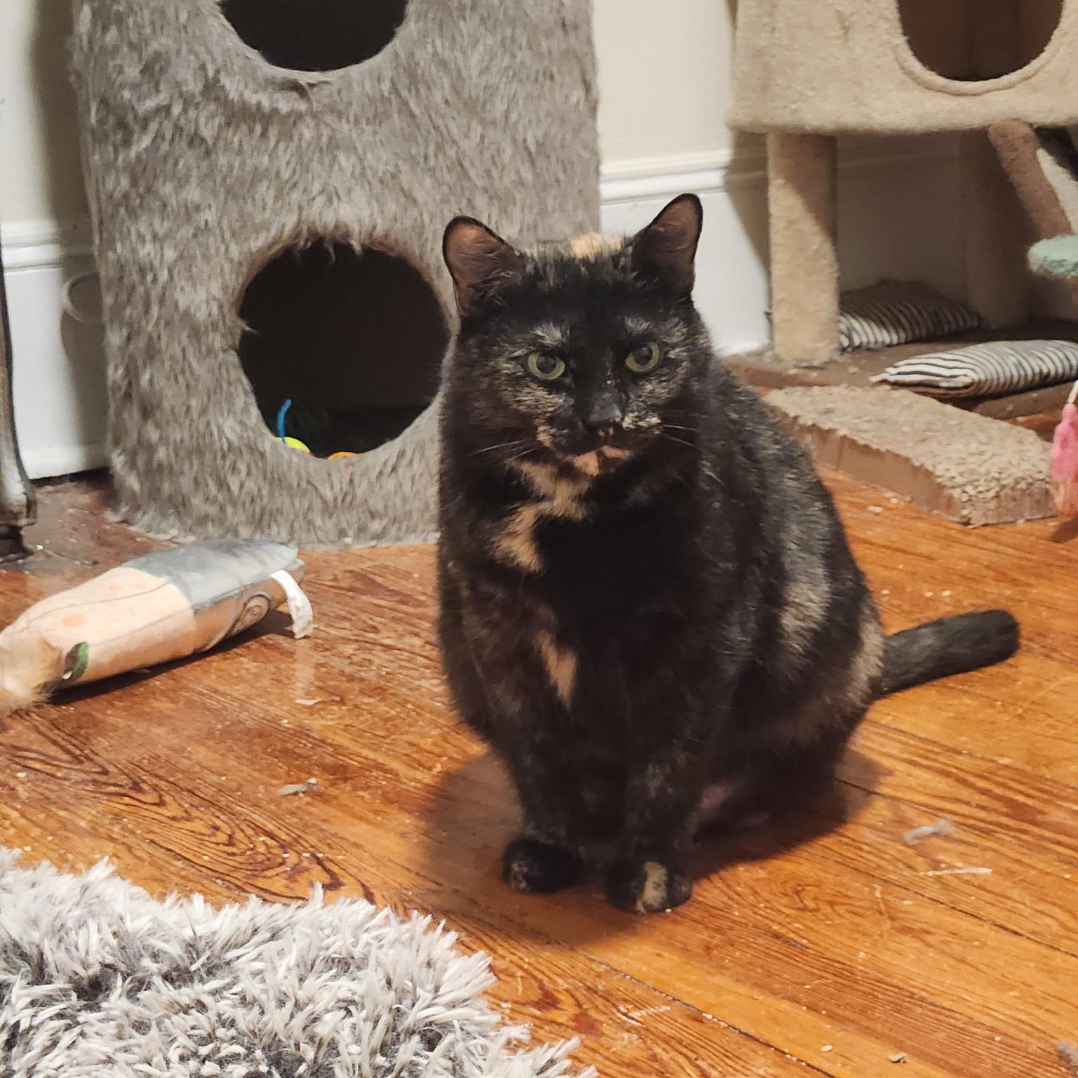 Enlarge Eve, a Adoptable Tortoiseshell in Melrose, MA image 2/3