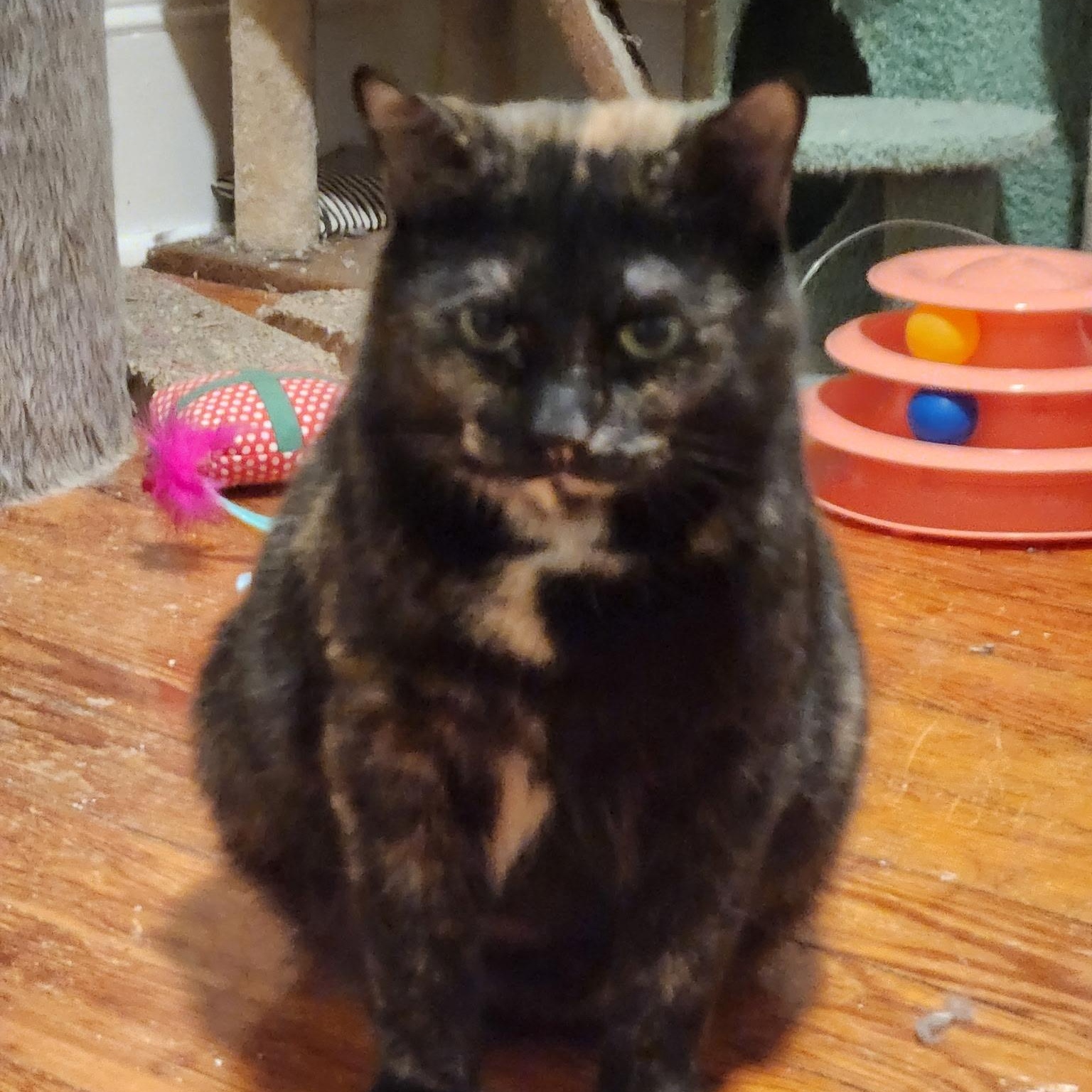 Enlarge Eve, a Adoptable Tortoiseshell in Melrose, MA image 3/3