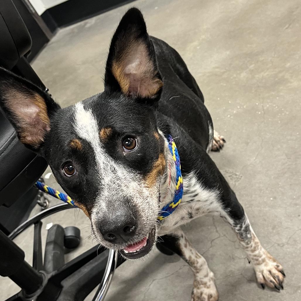 Momma Jo, Adoptable, Adult Female Australian Cattle Dog / Blue Heeler & Australian Cattle Dog / Blue Heeler.