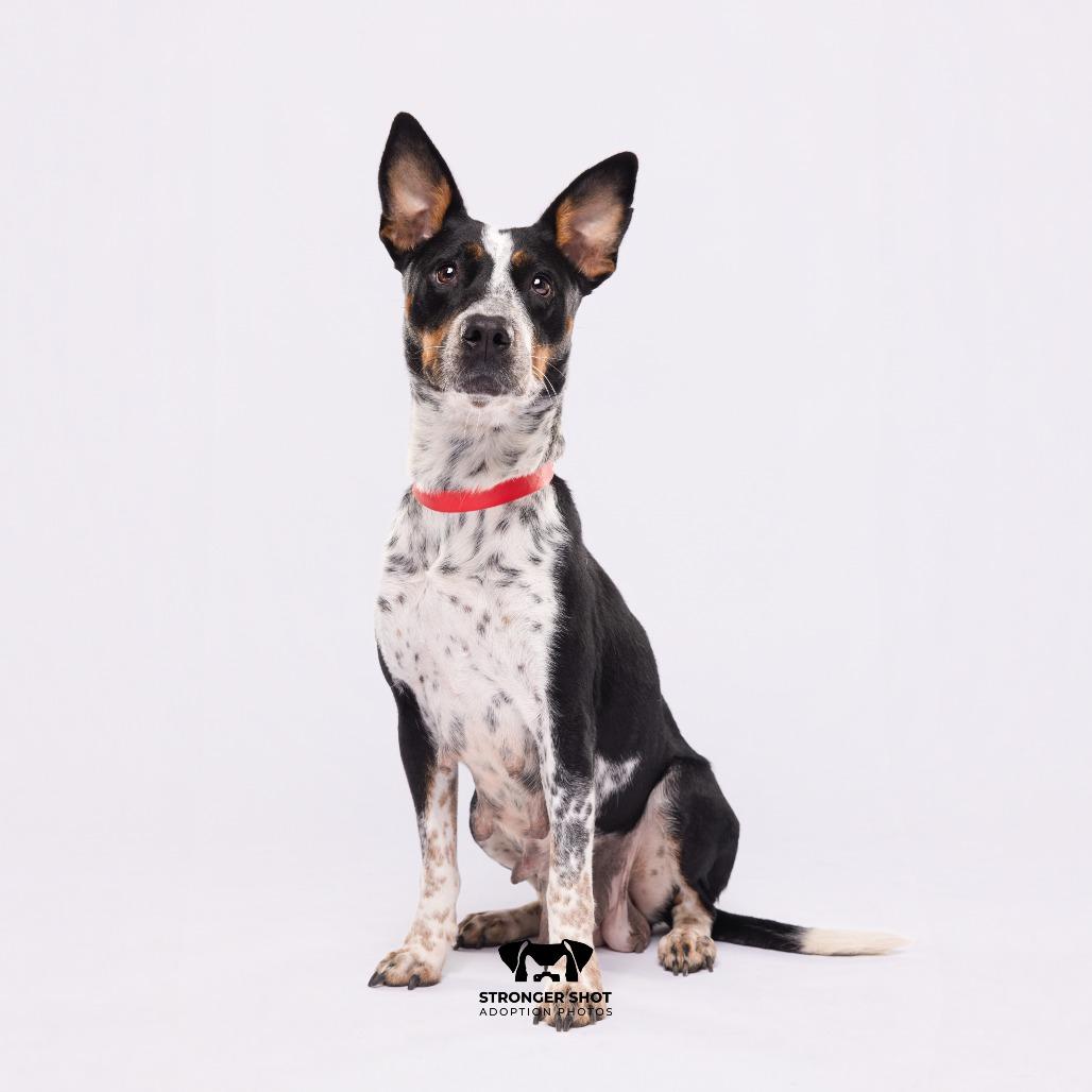 Enlarge Momma Jo, a Adoptable mixed breed in Tampa, FL image 2/5