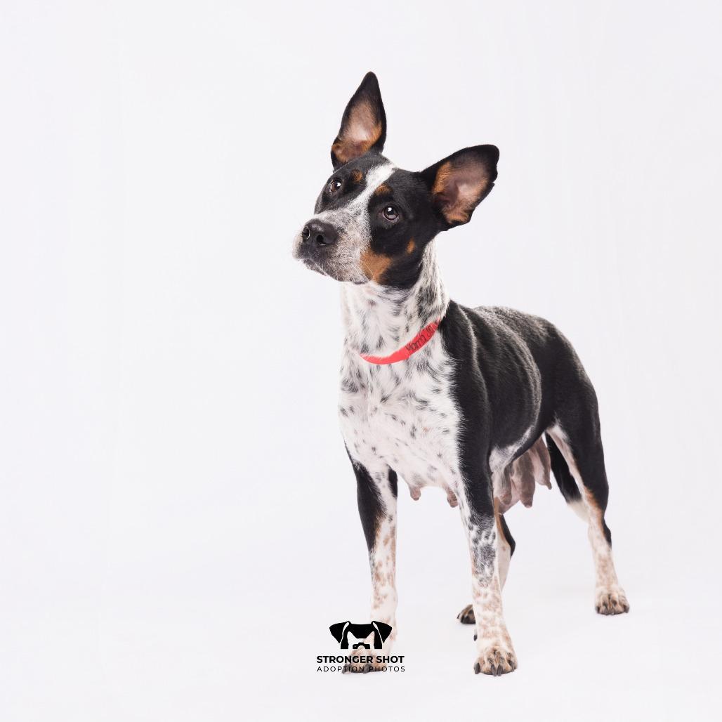 Enlarge Momma Jo, a Adoptable mixed breed in Tampa, FL image 3/5