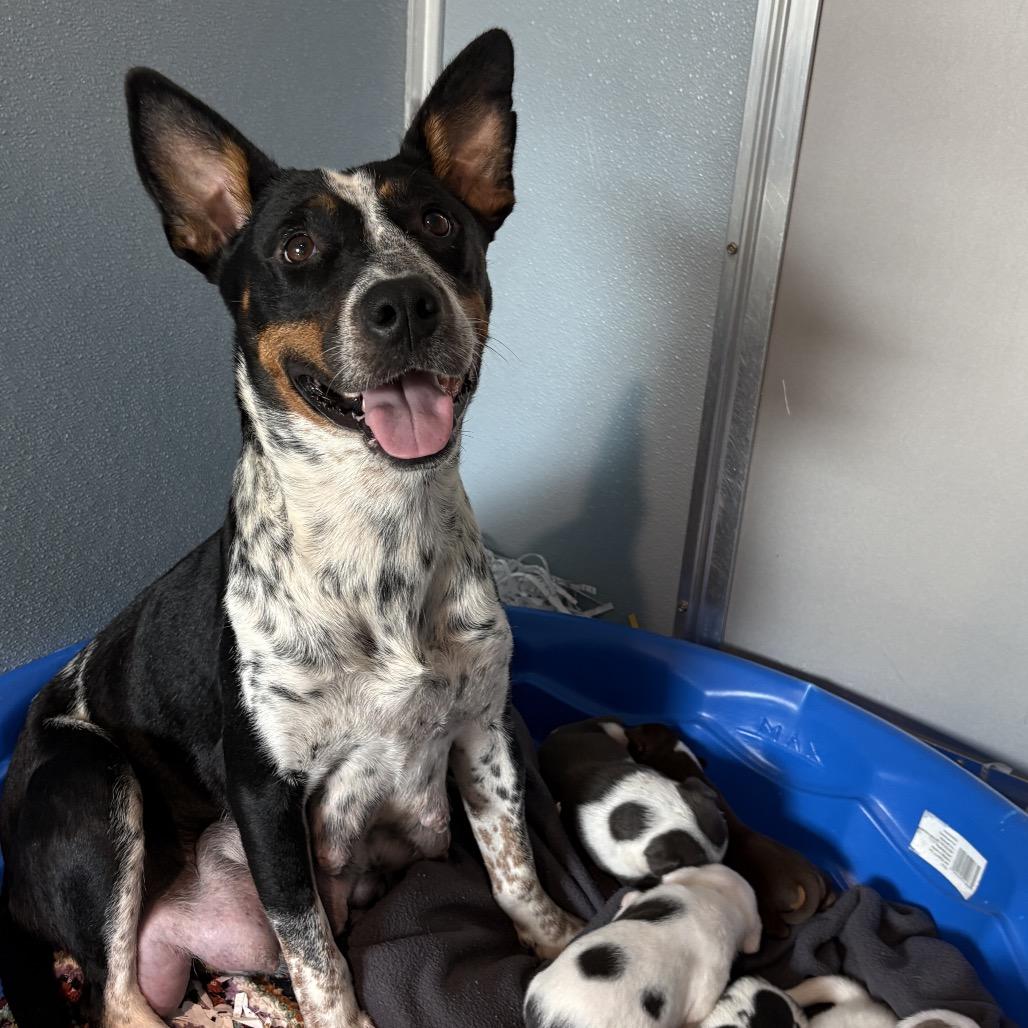 Enlarge Momma Jo, a Adoptable mixed breed in Tampa, FL image 4/5