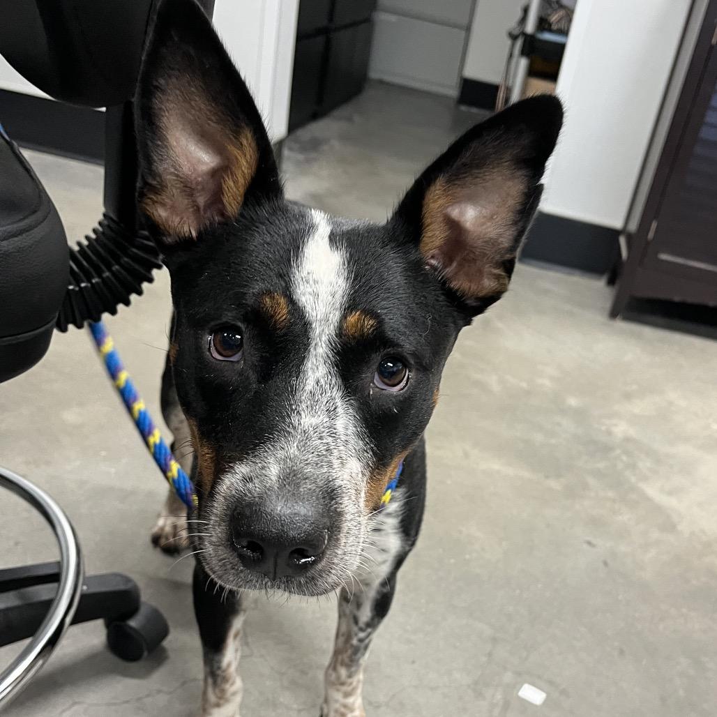 Enlarge Momma Jo, a Adoptable mixed breed in Tampa, FL image 5/5