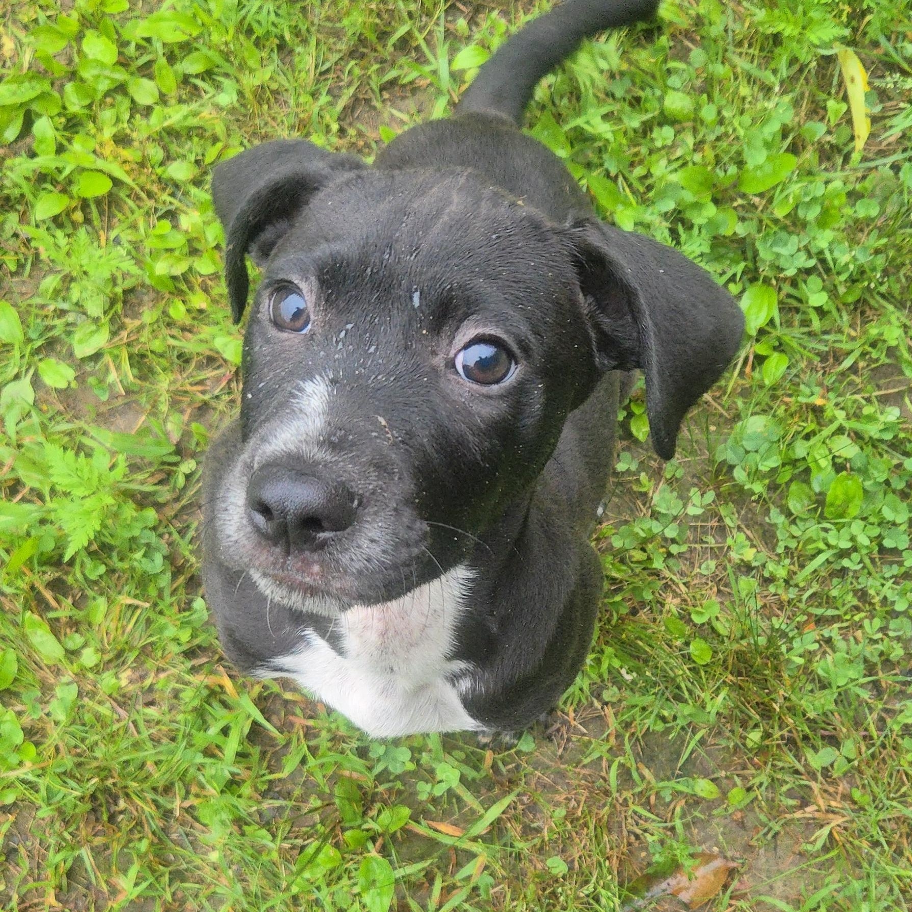 Mateo, Adoptable, Puppy Male Mixed Breed.