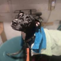 Enlarge Mateo, a Adoptable mixed breed in Sweetwater, TN image 1/4