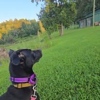 Enlarge Mateo, a Adoptable mixed breed in Sweetwater, TN image 3/4