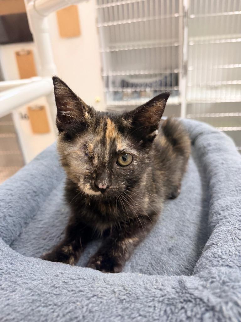 Enlarge Savanna, a Adoptable mixed breed in Neosho, MO image 1/1