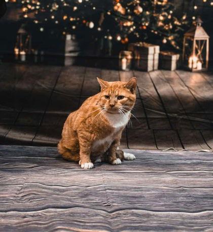 John, a Adoptable Domestic Short Hair in Sullivan, IN image 1/3