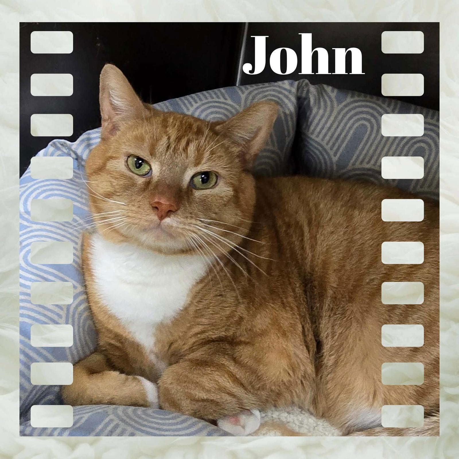 Enlarge John, a Adoptable Domestic Short Hair in Sullivan, IN image 2/3
