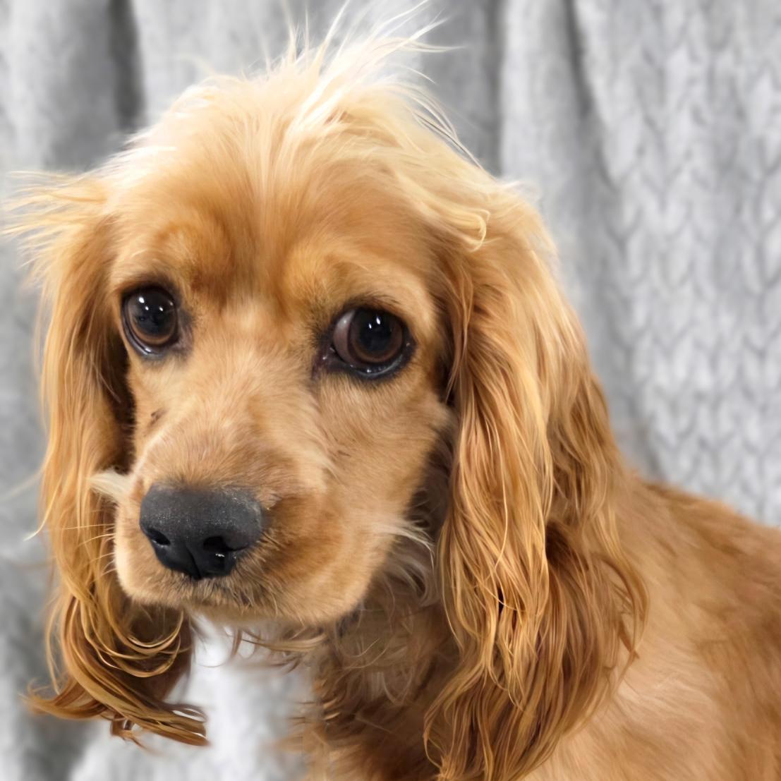 Enlarge Reece A 26022, a Adoptable Cocker Spaniel in Parker, CO image 1/1