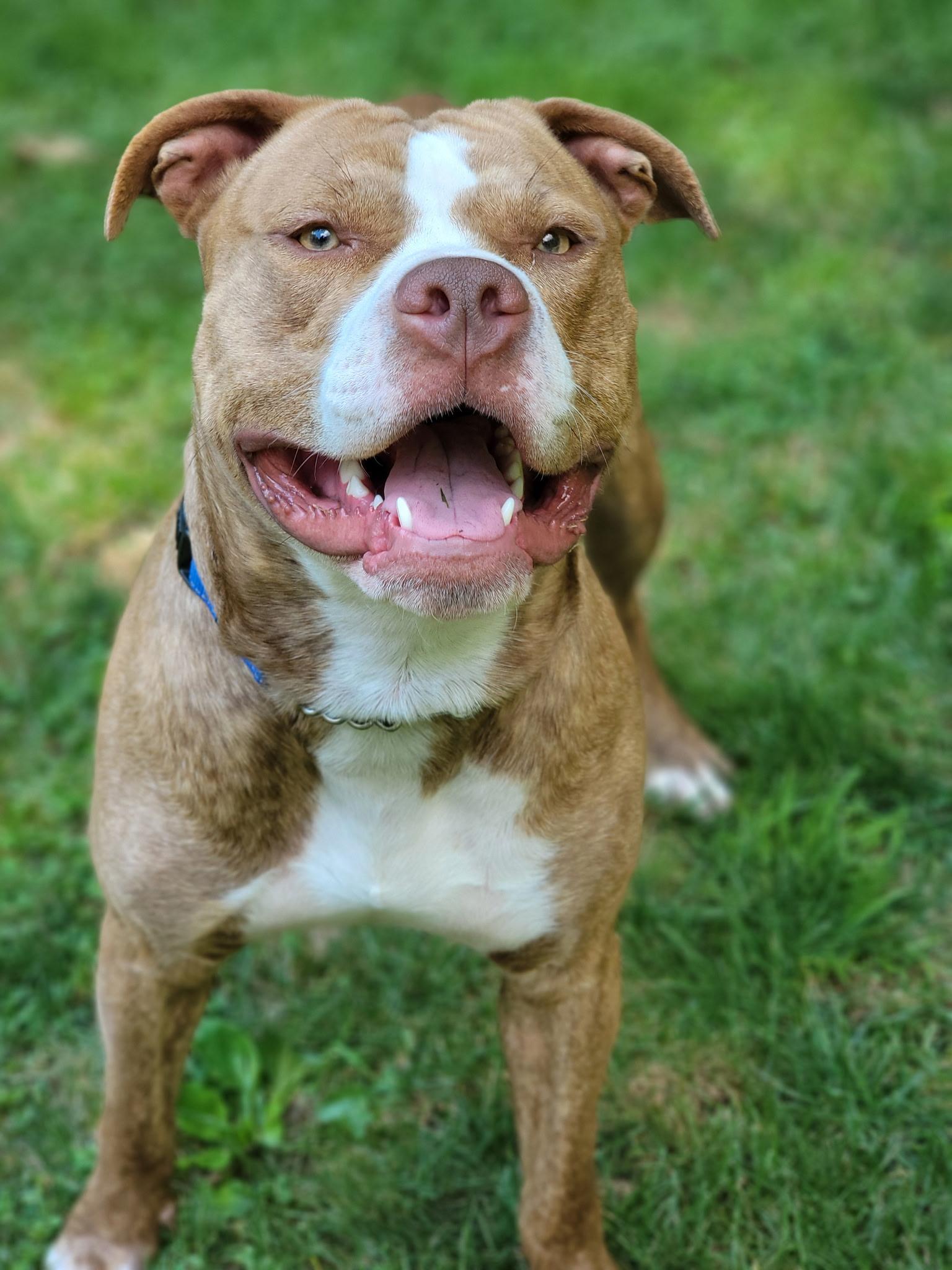 Champ, a Adoptable Pit Bull Terrier in Nutting Lake, MA image 2/5