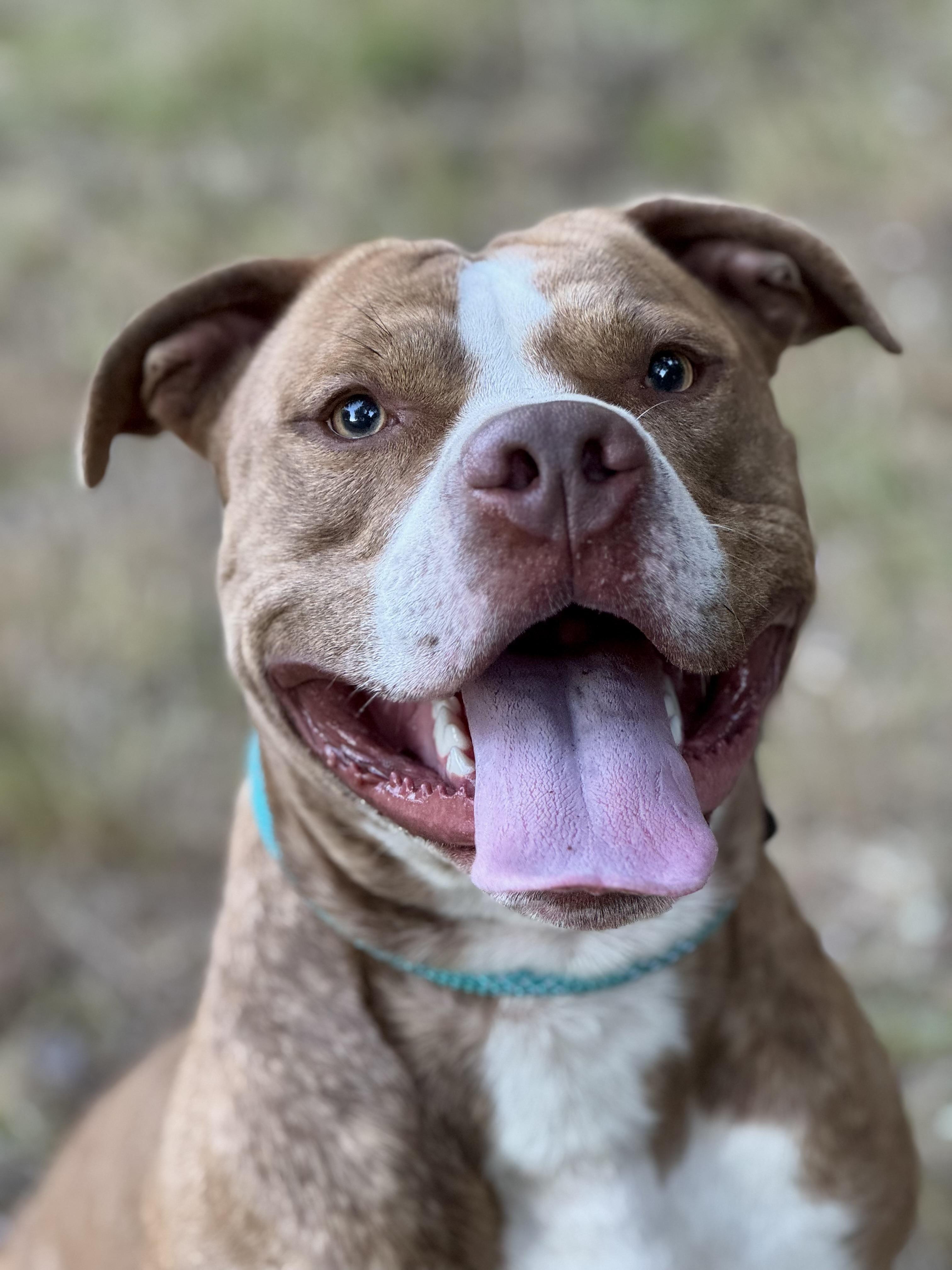 Champ, a Adoptable Pit Bull Terrier in Nutting Lake, MA image 3/5