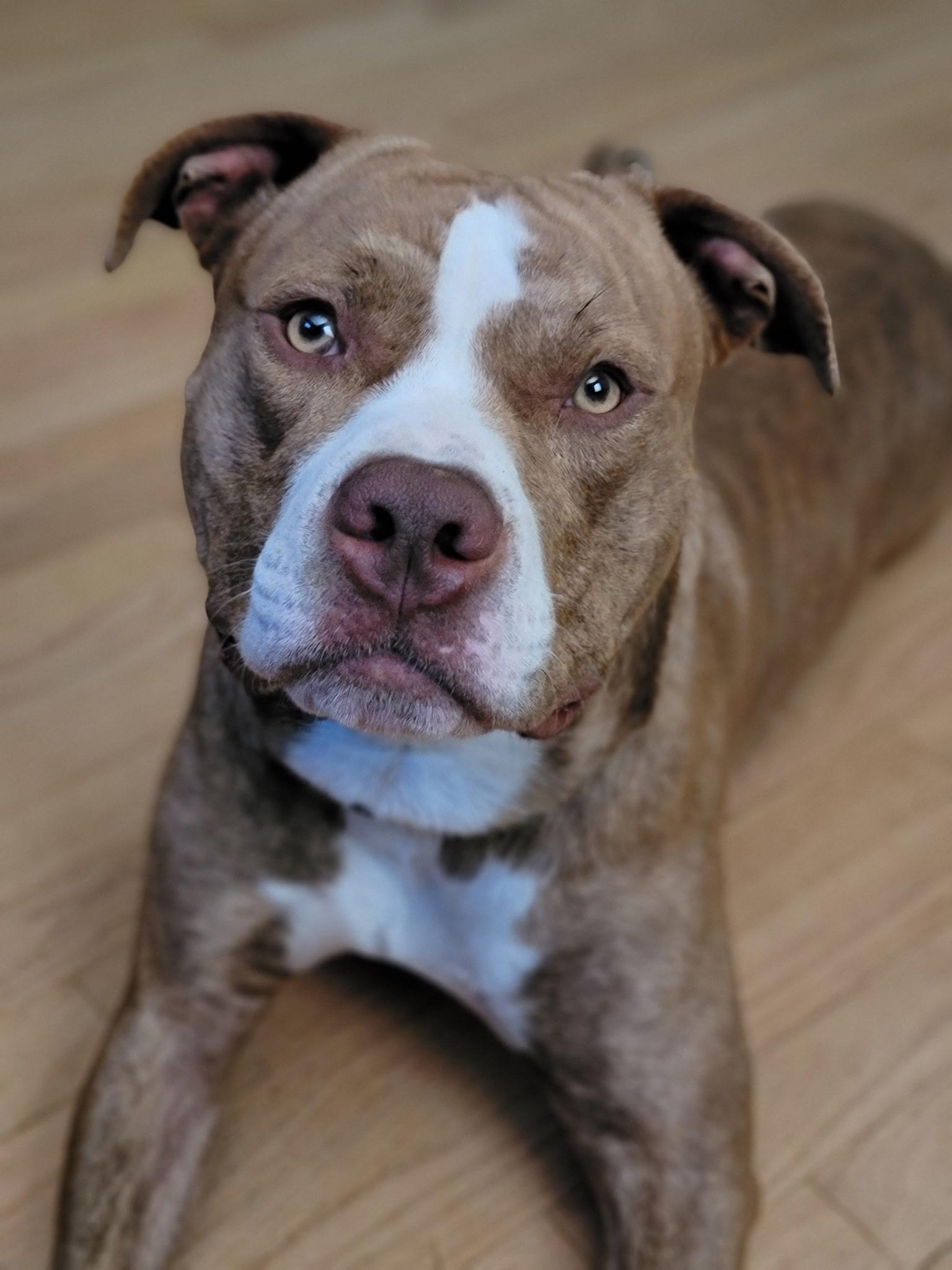 Champ, Adoptable, Young Male Pit Bull Terrier.