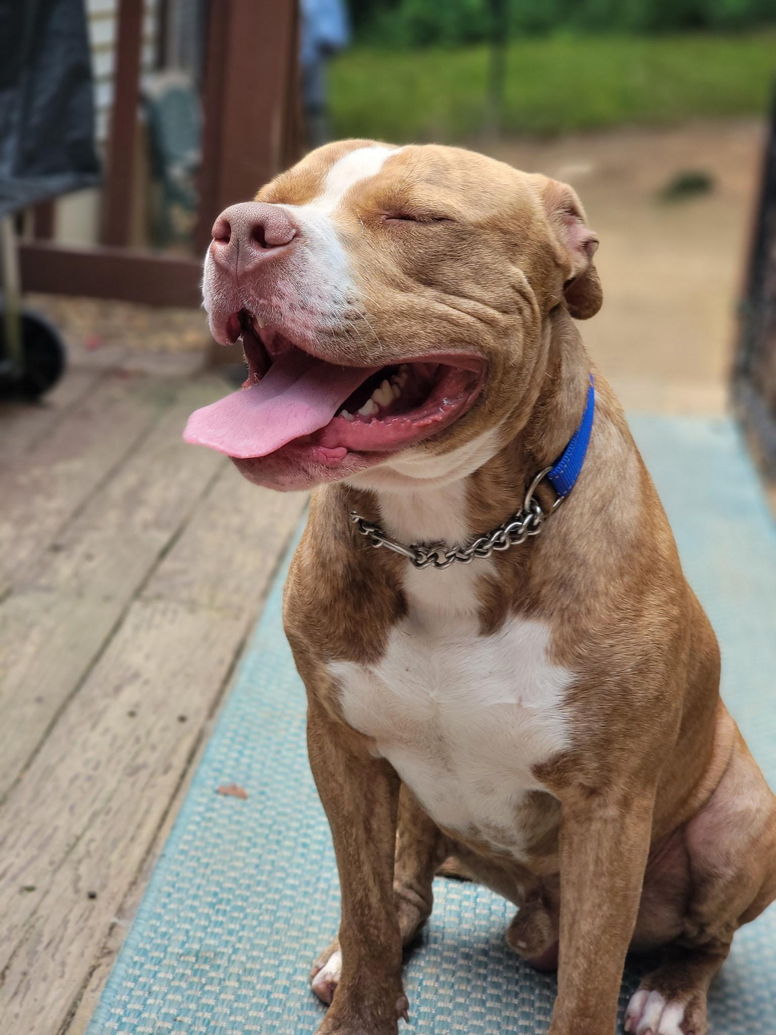 Champ, a Adoptable Pit Bull Terrier in Nutting Lake, MA image 4/5