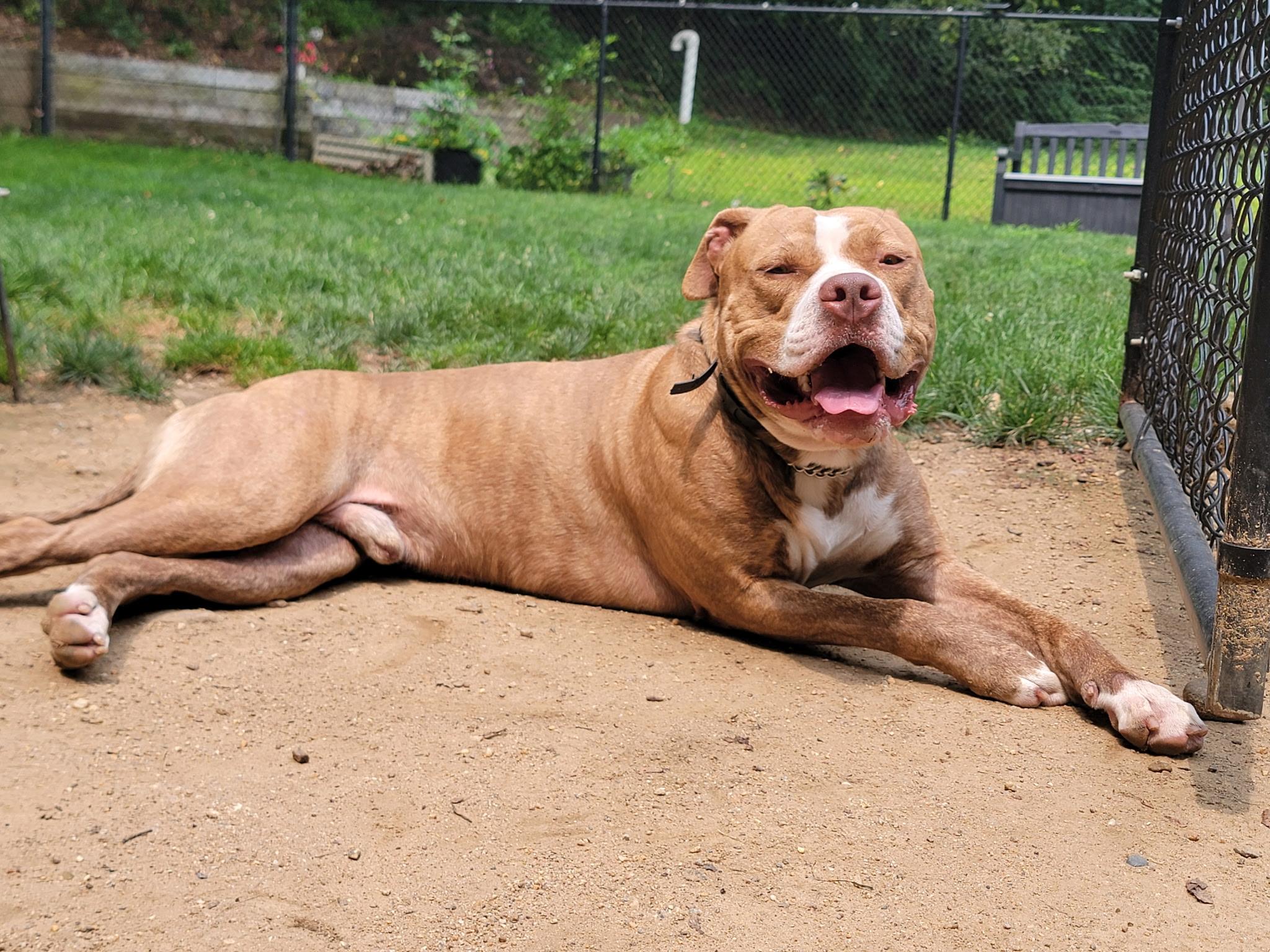 Champ, a Adoptable Pit Bull Terrier in Nutting Lake, MA image 5/5