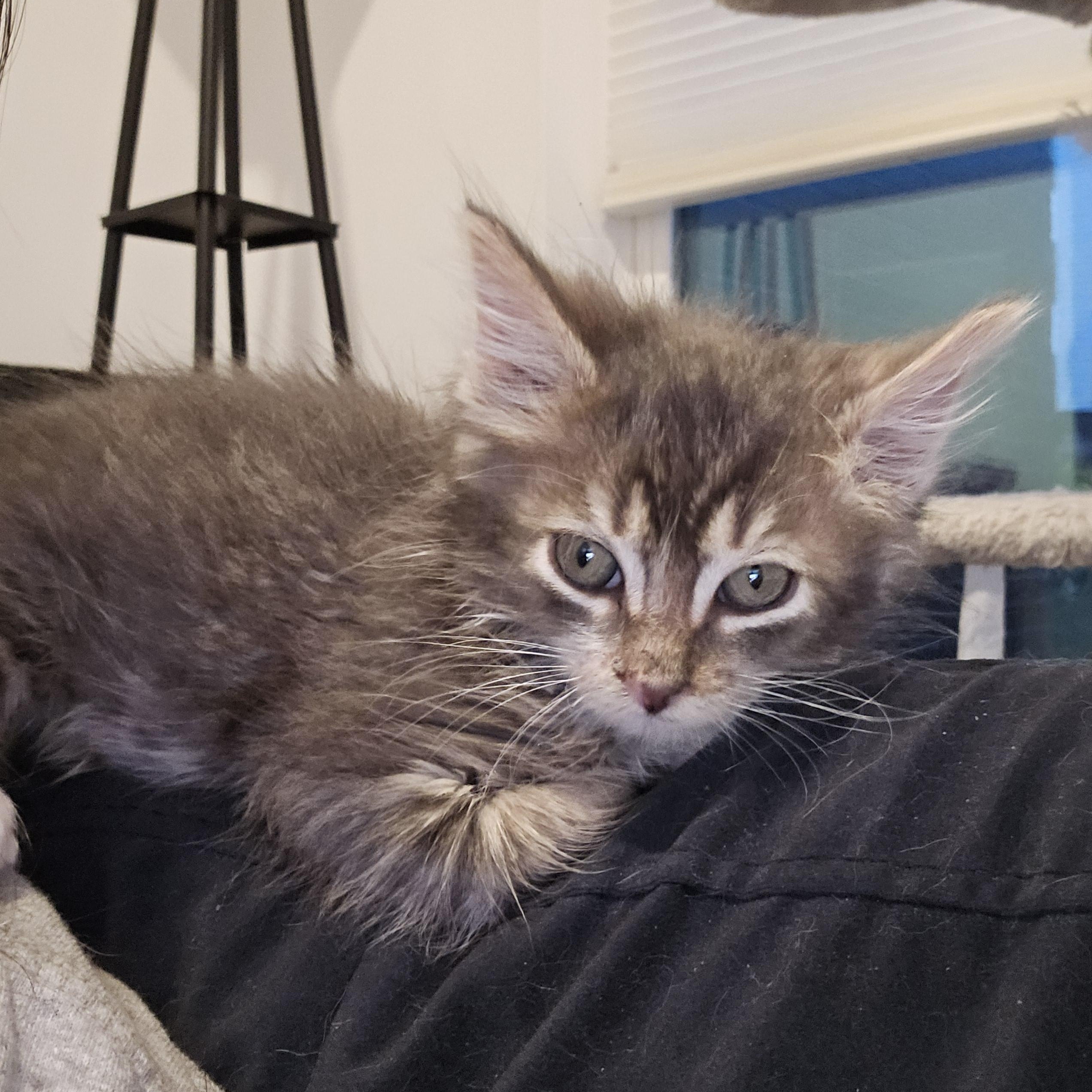 Enlarge Ralph, a ADOPTABLE Domestic Medium Hair in South Amboy, NJ image 3/3