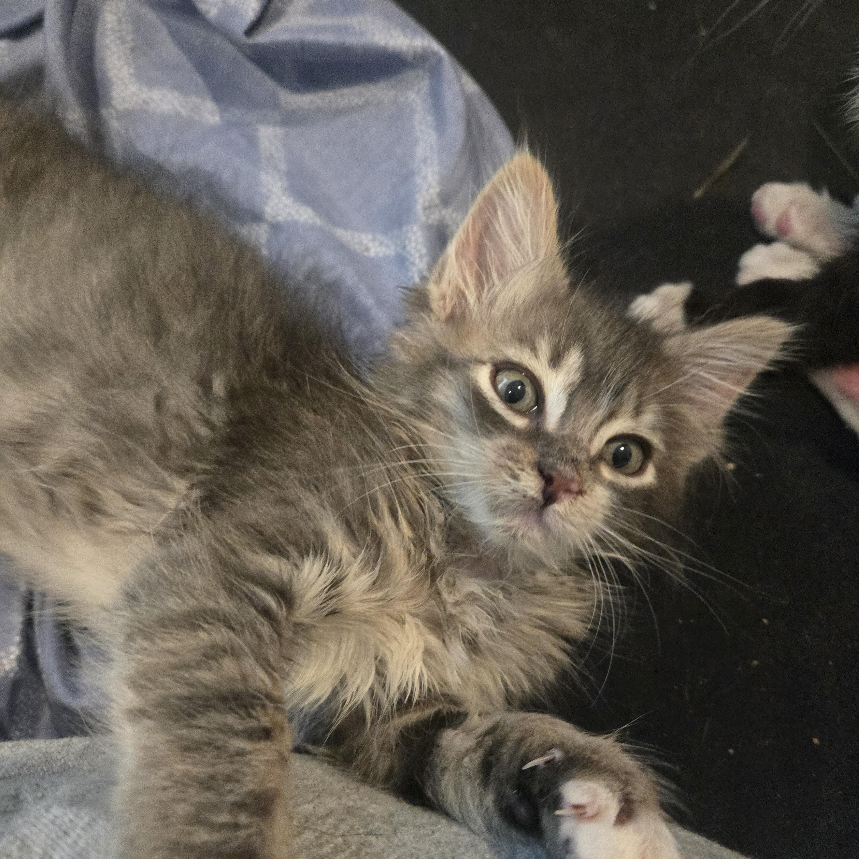 Enlarge Ralph, a ADOPTABLE Domestic Medium Hair in South Amboy, NJ image 1/3
