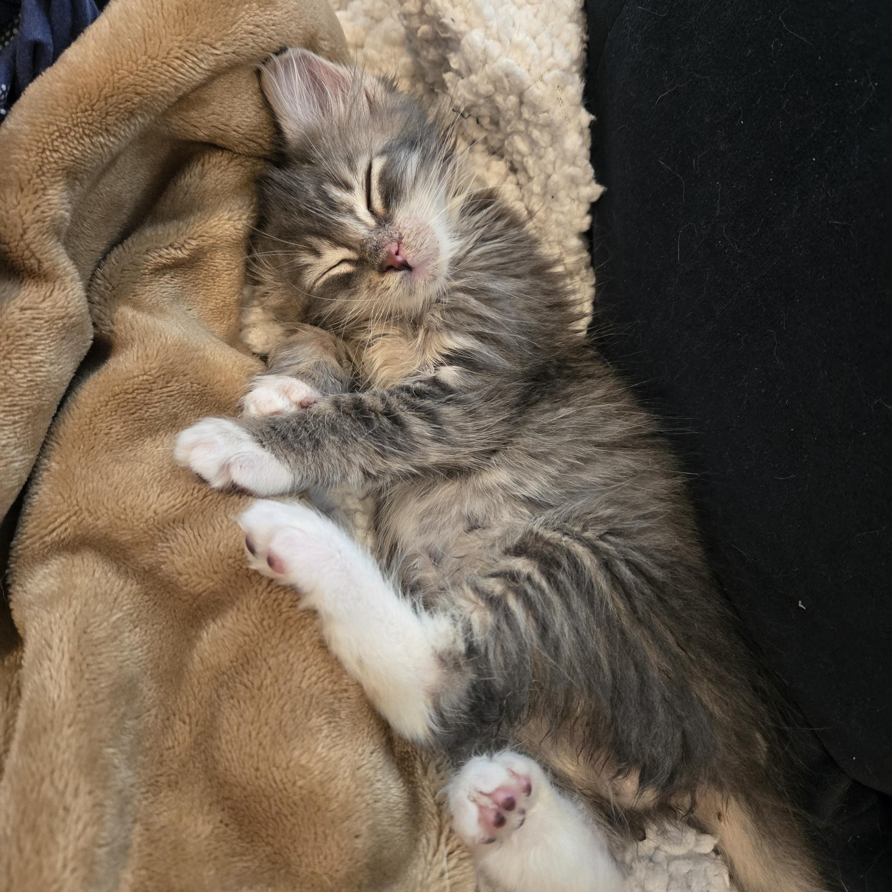 Enlarge Ralph, a ADOPTABLE Domestic Medium Hair in South Amboy, NJ image 2/3