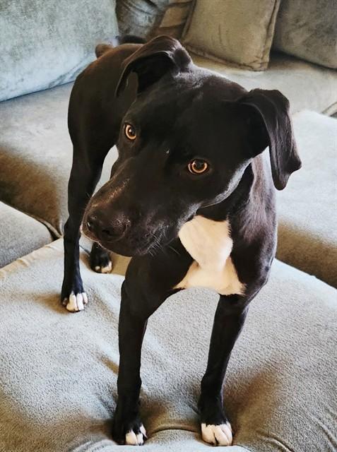 ARLO, Adoptable, Young Male Labrador Retriever & Mixed Breed.