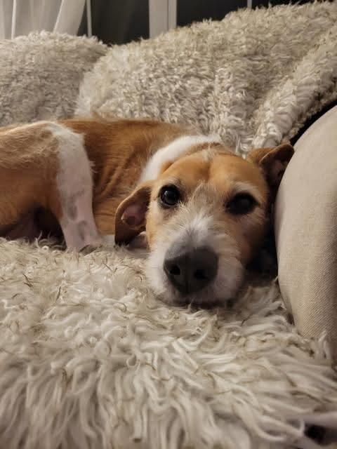 Daisy, an adopted mixed breed in Irwin, PA image 2/3