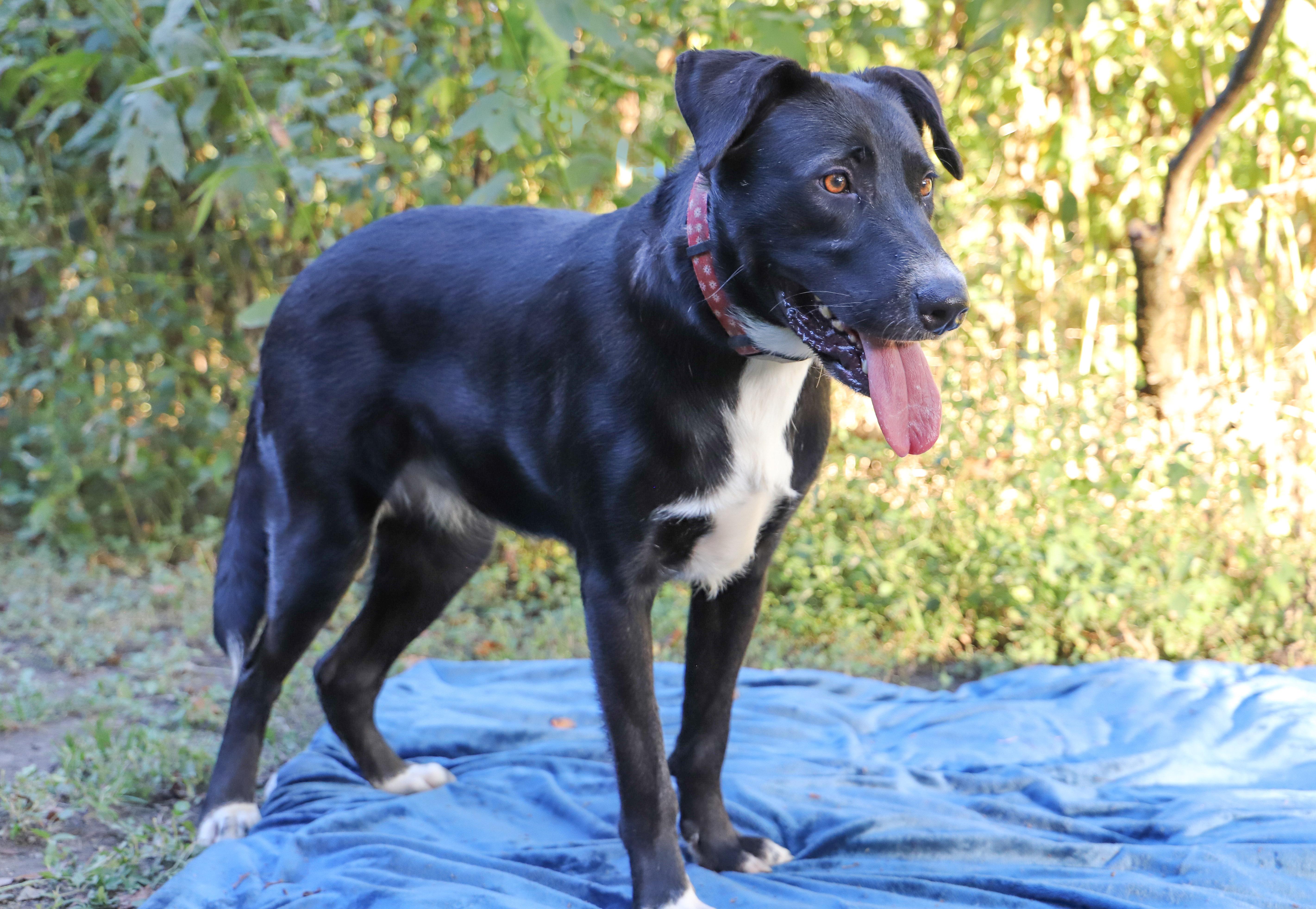 Enlarge MOLLY, a Adoptable Mixed Breed in ROWLETT, TX image 1/5