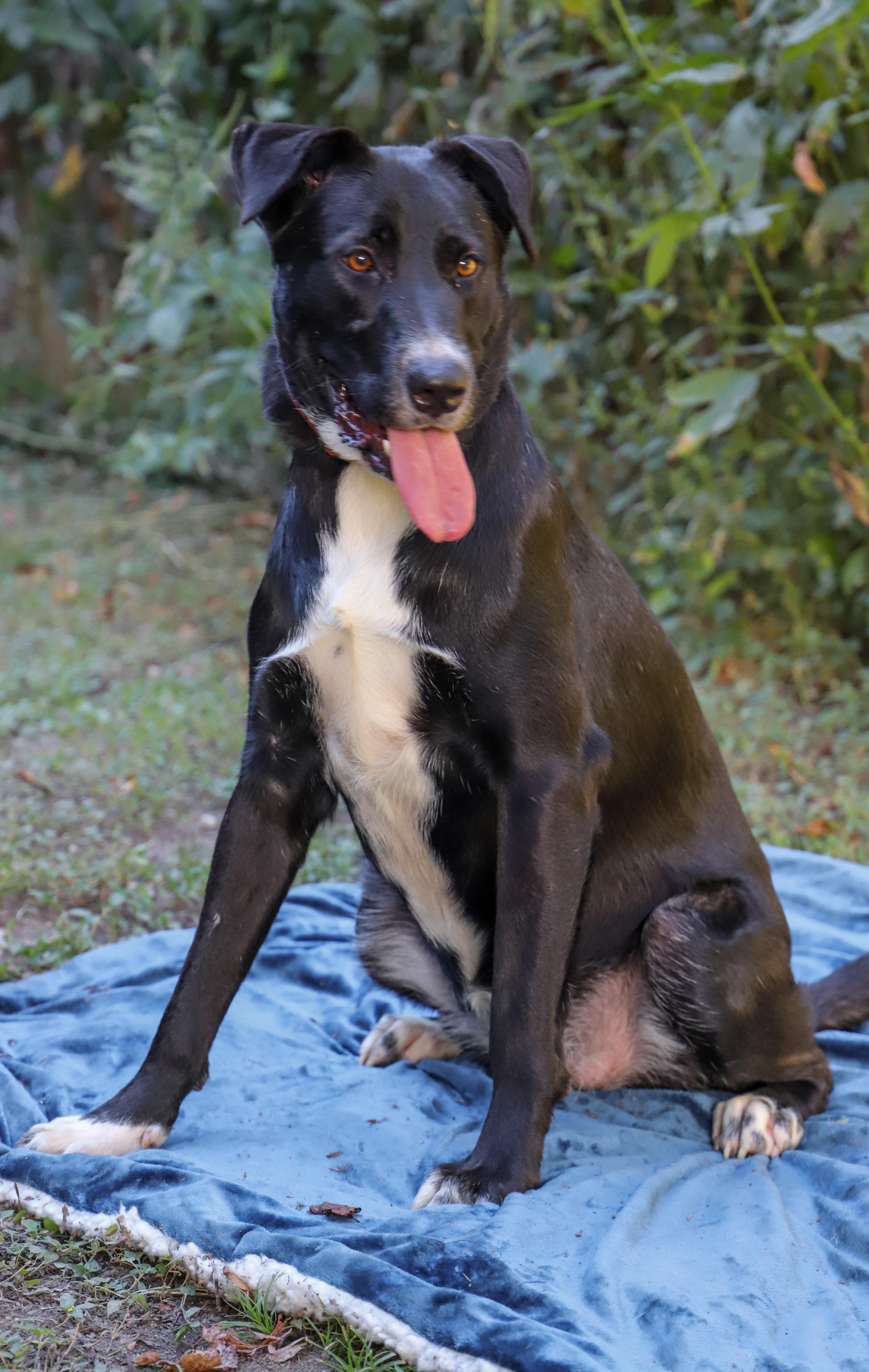 Enlarge MOLLY, a Adoptable Mixed Breed in ROWLETT, TX image 2/5