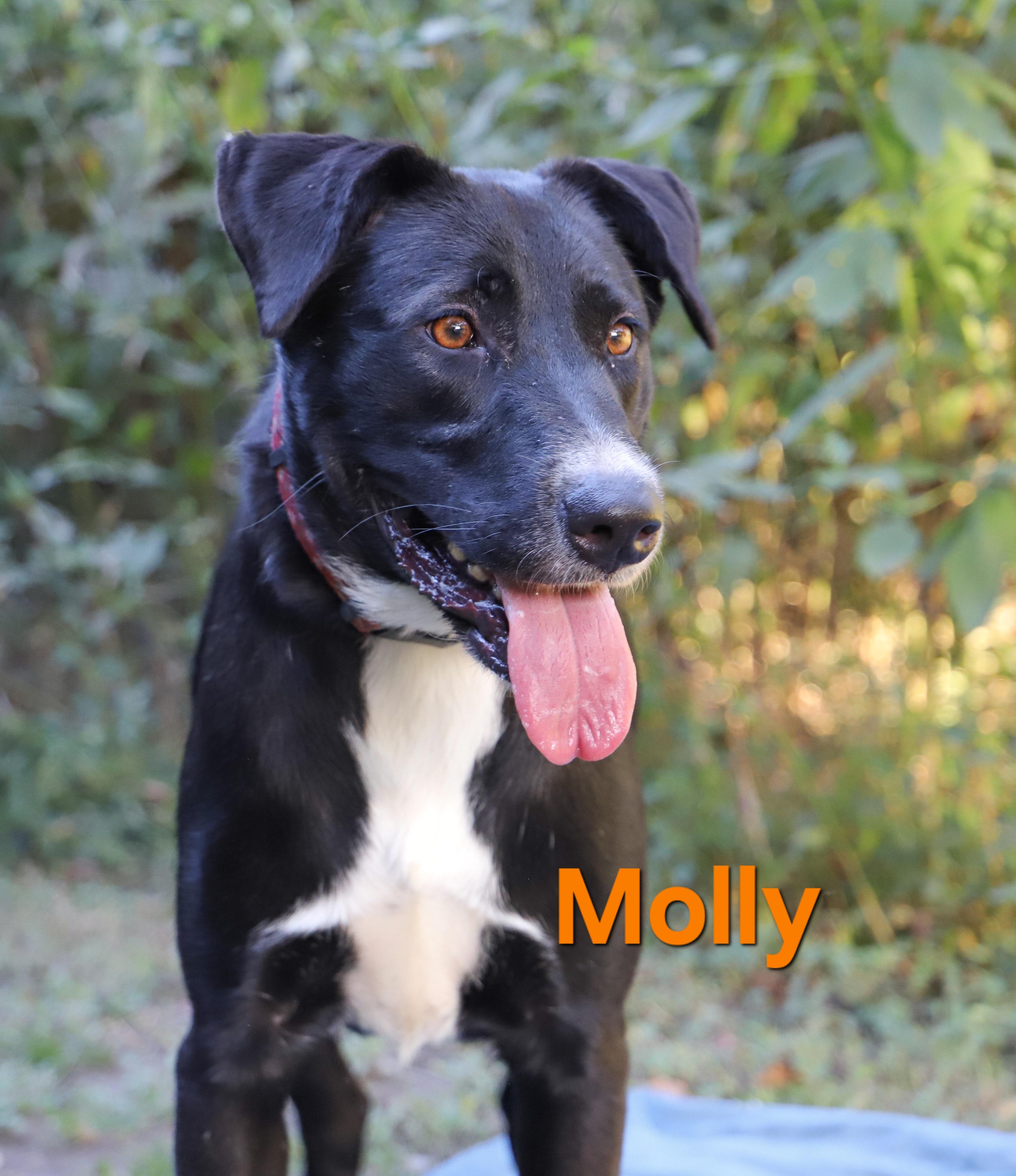 Enlarge MOLLY, a Adoptable Mixed Breed in ROWLETT, TX image 3/5
