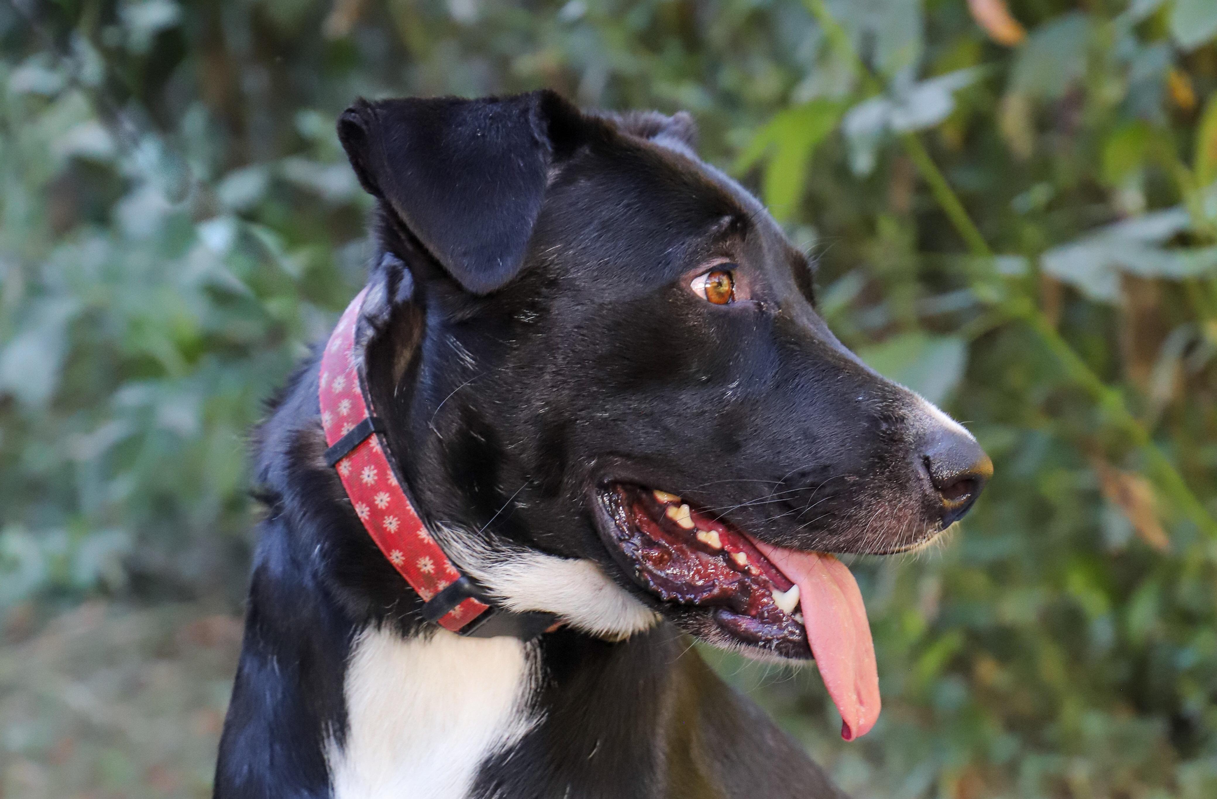 Enlarge MOLLY, a Adoptable Mixed Breed in ROWLETT, TX image 4/5